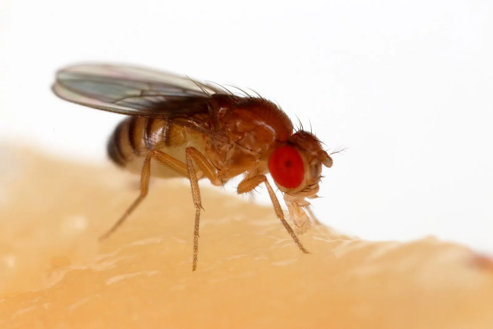 Drosophila proboscis, the mouthpart MN9 extends to feed. Photo by Sanjay Acharya, CC BY-SA 4.0