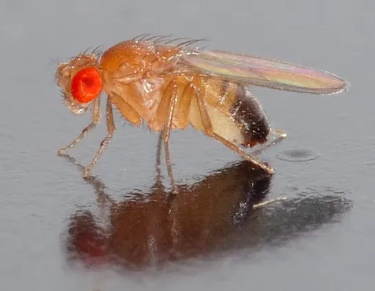 A fruit fly, Drosophila melanogaster. Photo by André Karwath, CC BY-SA 2.5